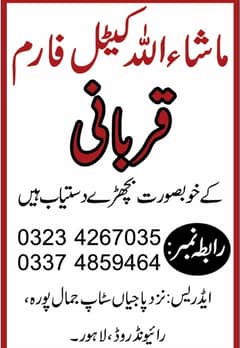 sahiwal bull | cholistani bull| Bachra | Desi | 2 Dant |Qurbani |wacha
