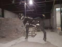 03044334002