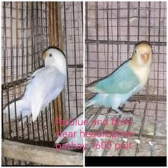 Lovebirds
