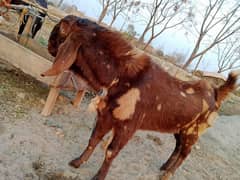bakra