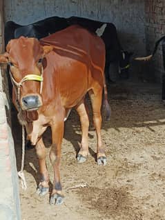 Sahiwal Nasal Behtereen Khobsurat Cow