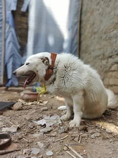 Rassian male Dog For Sale