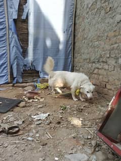 Rassian male Dog For Sale