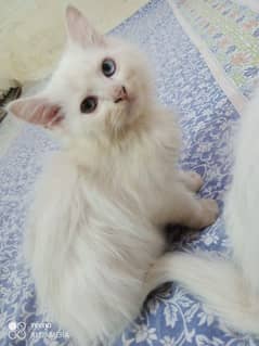 Persian