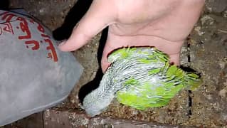 Parrot chicks