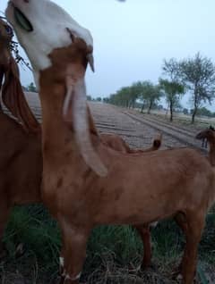 qurbani bakra goat