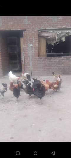Hens 800 per piece