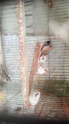 zebra finches tayyar pathy