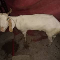 Bakra