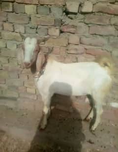 Bakra Eid Sale