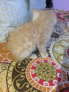 Urgent Sale kitten Male