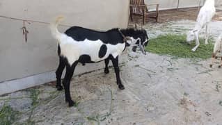 2 Dant Aandu Bakra For Sale For Qurbani