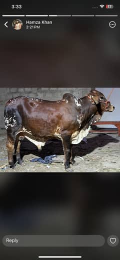 Cow