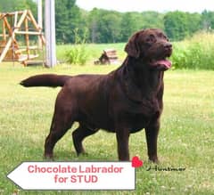 Chocolate Labrador