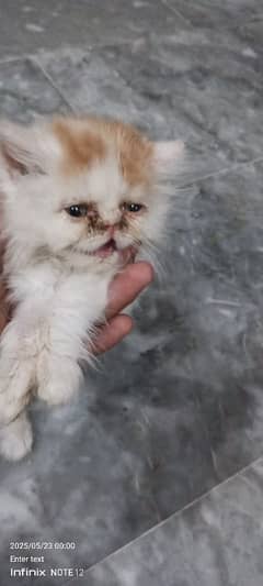 persain cats more then triple code