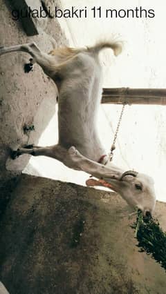 Gulabo bakri