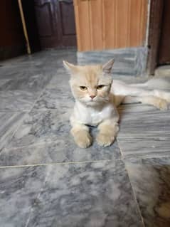 persian male cat