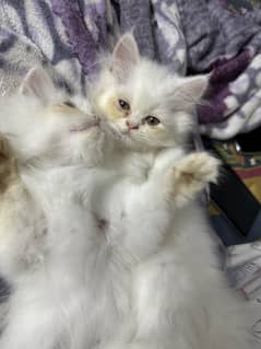 Kitten pair
