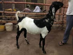 Qurbani ka bakra for sale