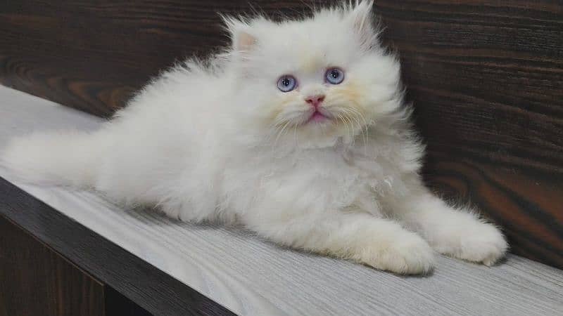 punch face Female kittens piki bloodline (Eid offer) 3