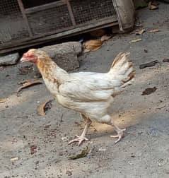 03 Different Aseel Hens