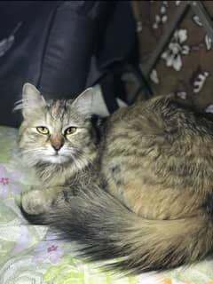 triple coated black and multi colour Persian female