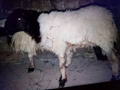 7 month ka domba ha 6 month par qurbanei jayes ha