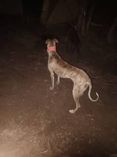 Tazi