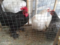 Bantam Trio For Sale