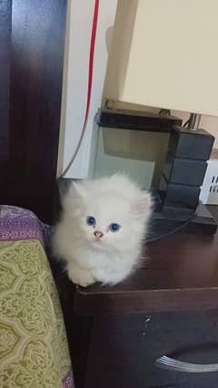cats for sale