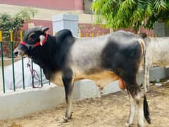 2 bachre for sale