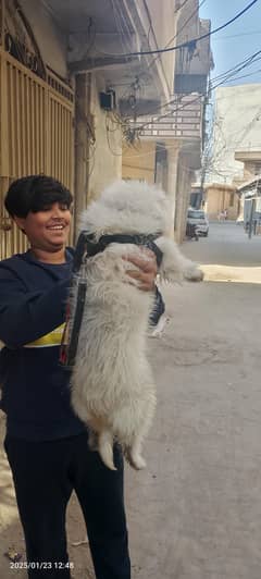 adult poodle female for sale