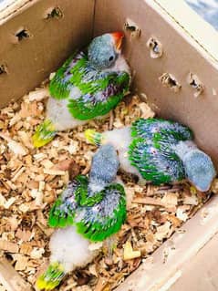 Raw Chicks For Sale