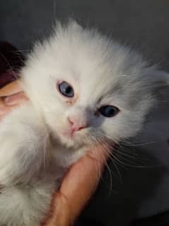 Blue Eyes White Kittens 20 Days Only On 1000/-