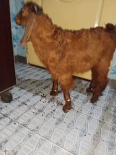 bakra
