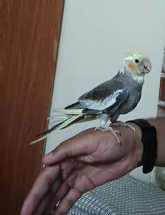 Hand Tame Cocktail Chick, Healthy and Active