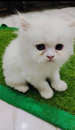 White Persian Cat