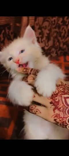 Persion kitten