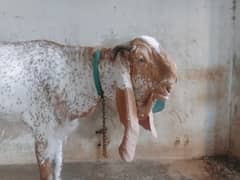 makki chana