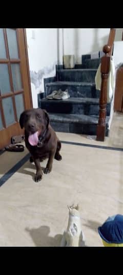 Labrador For New Shelter