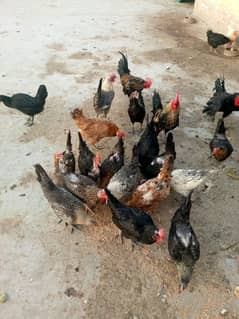 hens and chickens are for sale
