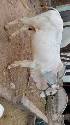 2 desi bulls