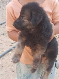 German puppy