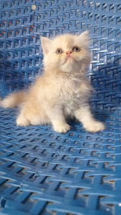 persian kittens female
