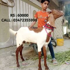 bakra