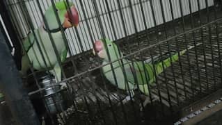 Raw talking breeder pair