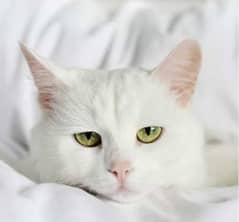 yellow eyes cat