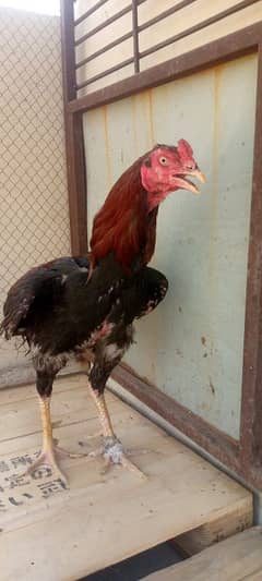 miawali x sindhi