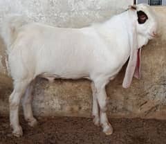 Gulabi Bakra | Goat | 2 Daant | Two Dant | Qurbani 2025 | Karachi