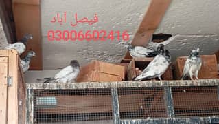 اونچی کے کبوتر